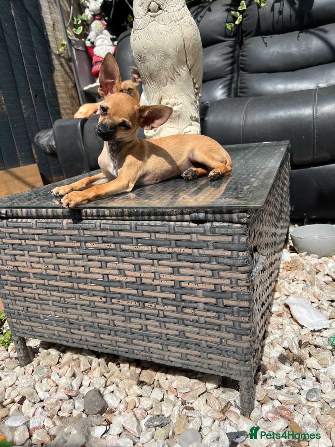 Chihuahua dogs for sale: Short hair white chihuahua & deer head chihuahua  - Image 1