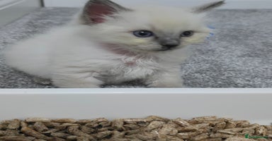 Ragdoll cats - Advert 13