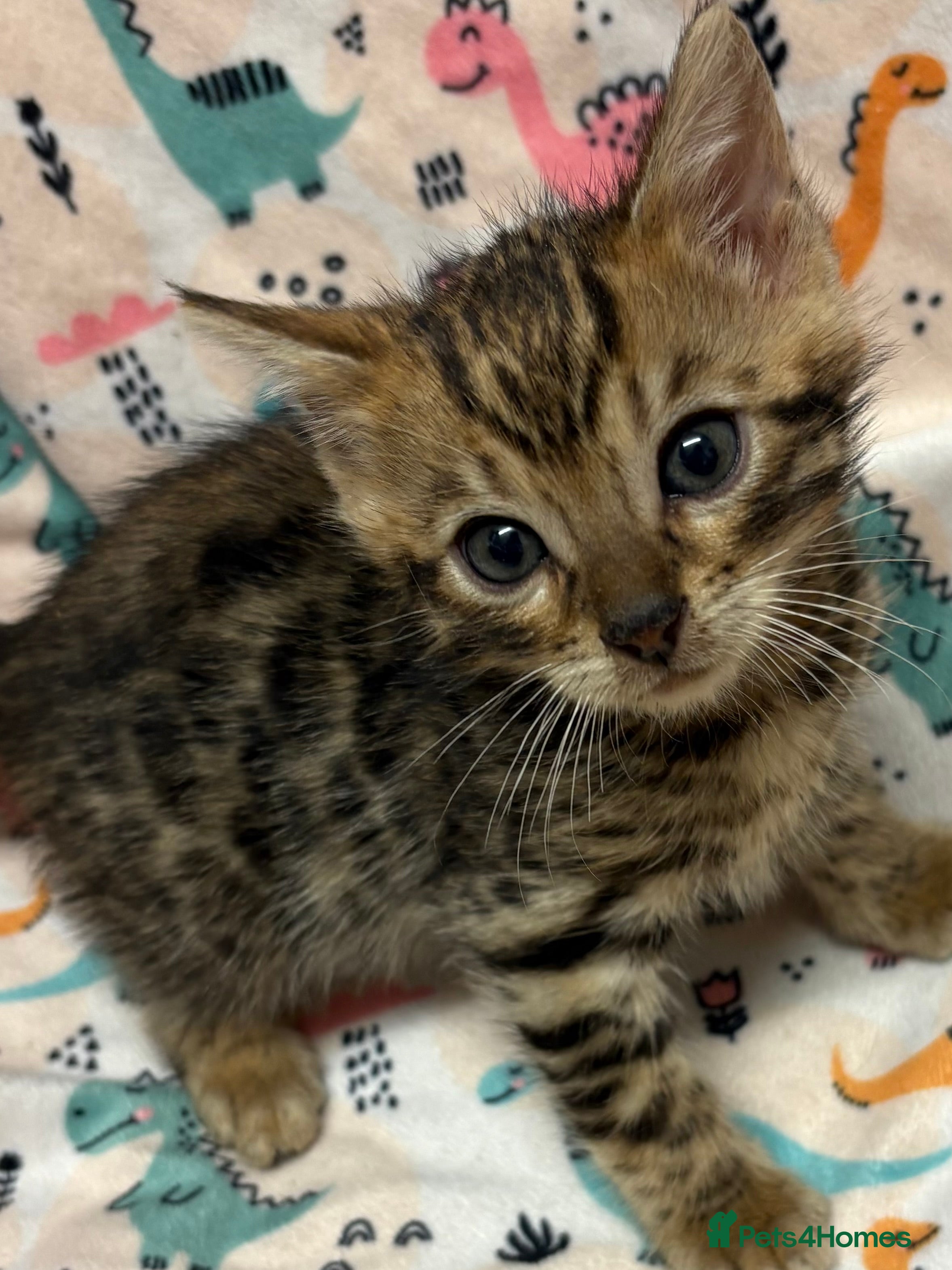 Bengal cats Stunning Tica reg Bengal kittens  - Advert 4