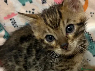 Bengal cats Stunning Tica reg Bengal kittens - Advert 4