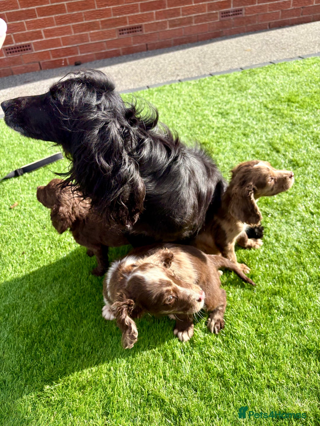 Cocker Spaniel dogs for sale: Cocker spaniel puppies  - Image 10