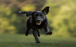 Labrador Retriever dogs for sale: Exception litter of Pedigree working Black Labs - Image 3