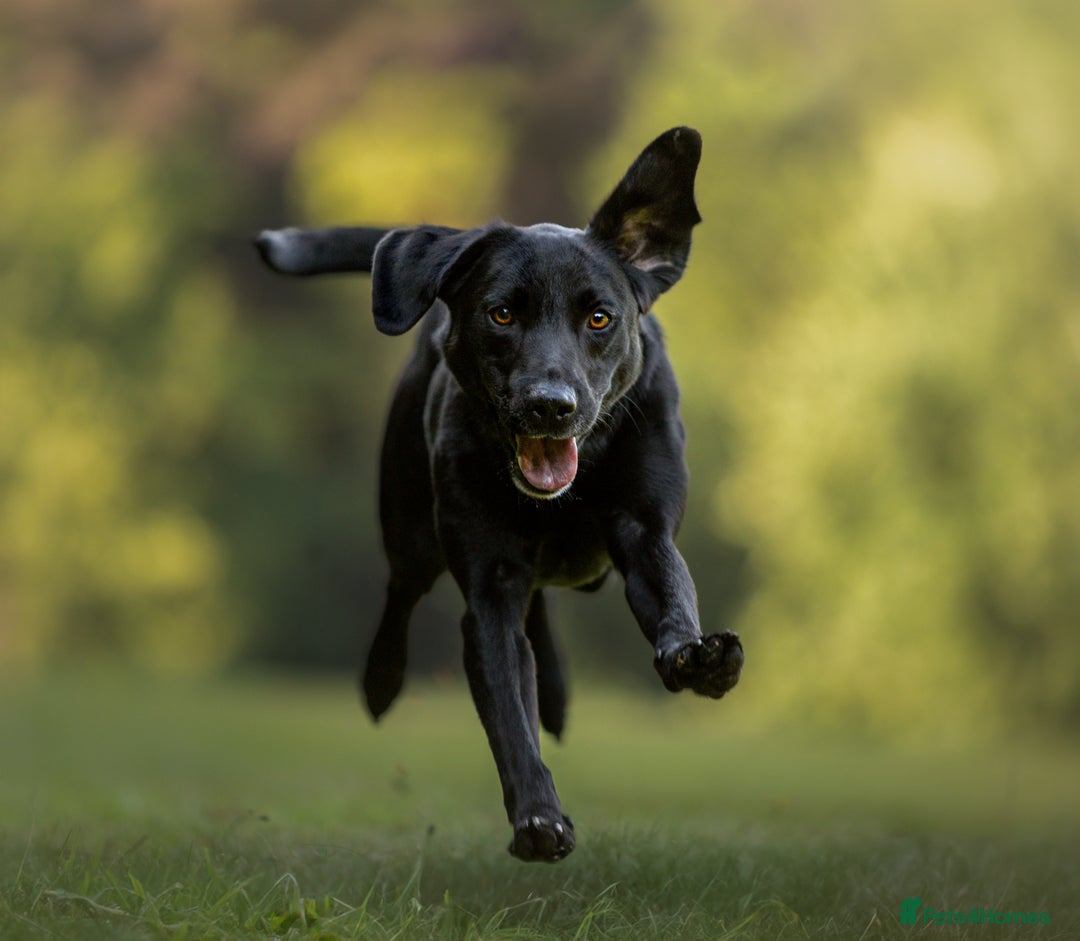 Labrador Retriever dogs for sale: Exception litter of Pedigree working Black Labs - Image 3