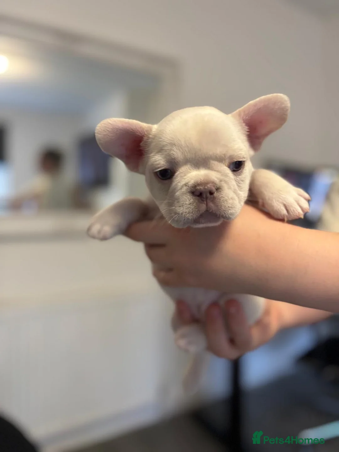French Bulldog dogs for sale: Ready - Lilac Platinum - Fluffy Carriers - Advert 8