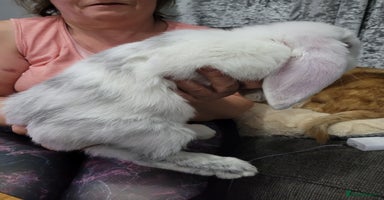 French Lop rabbits - Advert 2