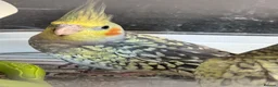 Cockatiels birds for sale: Baby cockatiels ready to leave now  - Advert 4