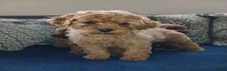 Cavapoo dogs for sale: Cavapoo puppies for sale in Ashby-de-la-Zouch - Advert 6