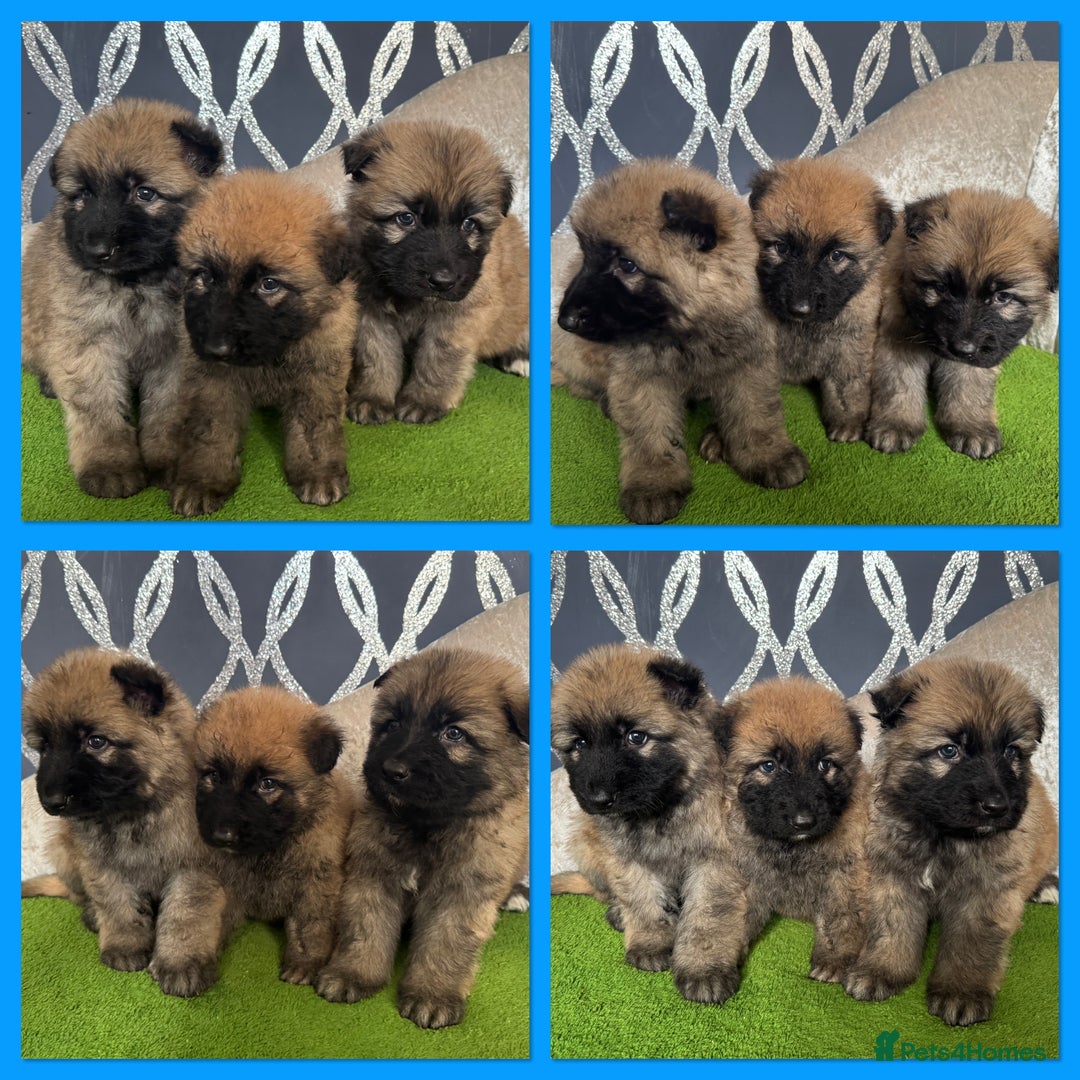 German Shepherd dogs for sale: Stunning German shepherds - Advert 9