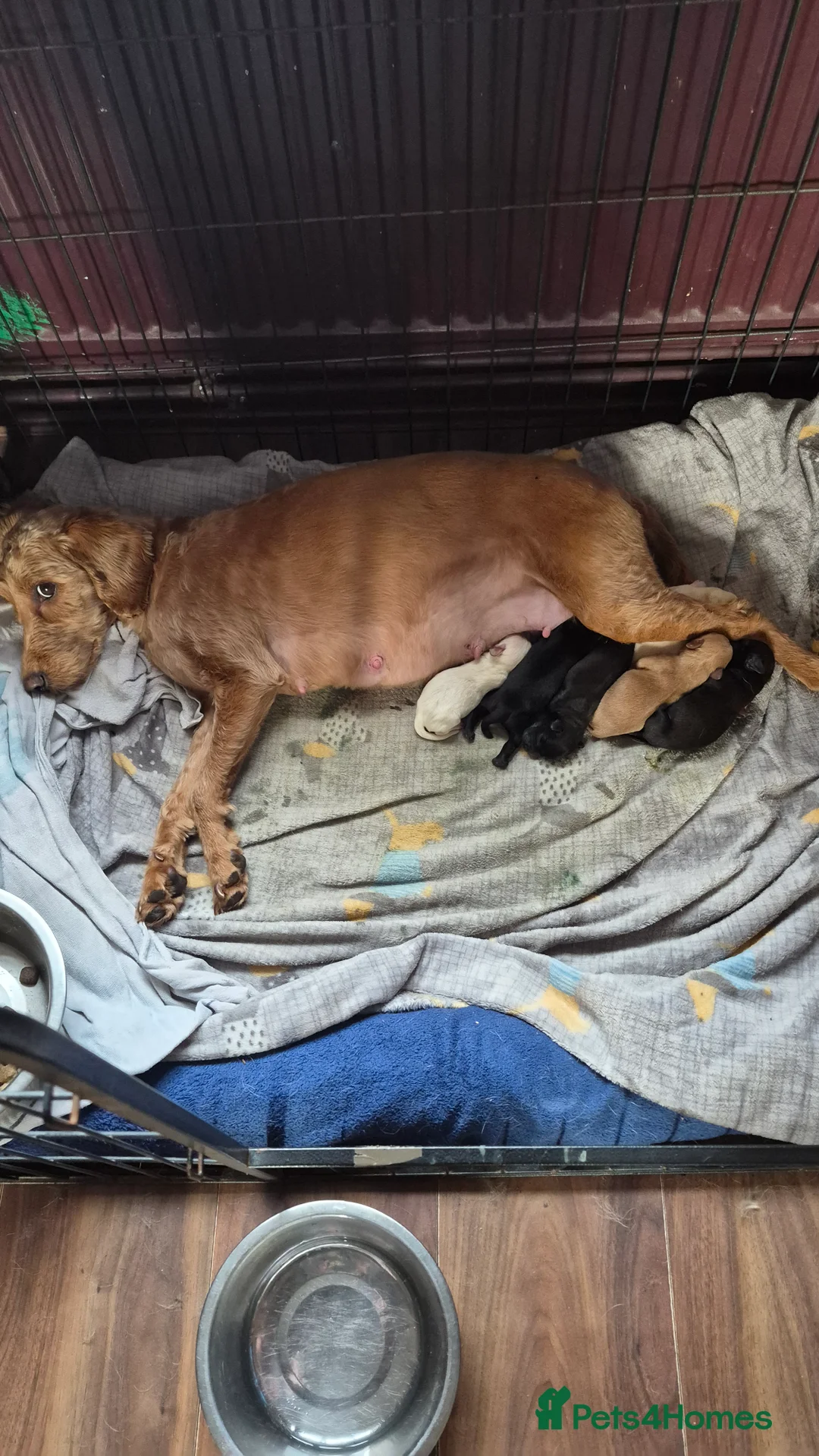 Mixed Breed dogs for sale: Labradoodle x french bulldog puppies  - Advert 4