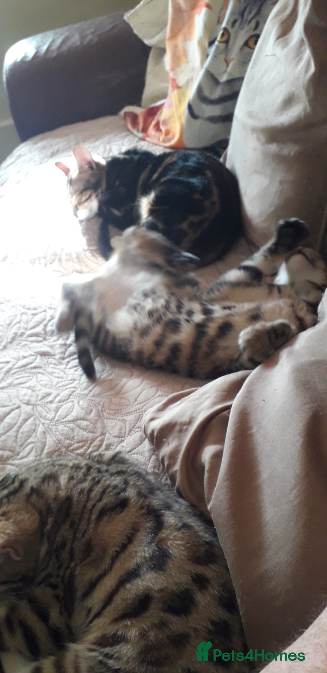 Bengal cats for sale: Beautiful Large & small Bengal kittens  - Advert 17