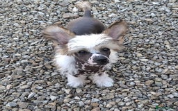 Chinese Crested dogs for sale: Beautiful Hairless Pup available. in Mitcheldean - Image 5