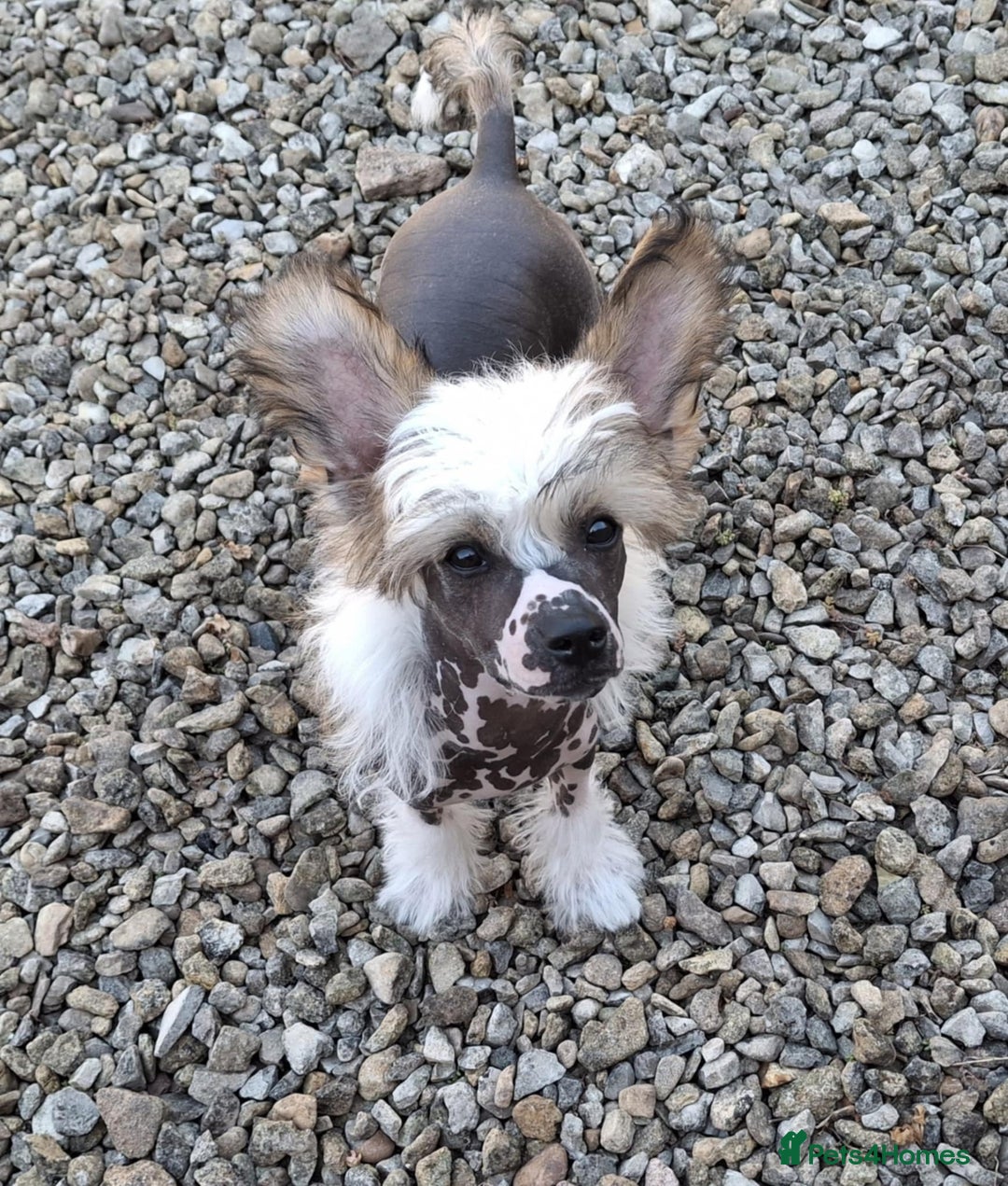 Chinese Crested dogs for sale: Beautiful Hairless Pup available. in Mitcheldean - Image 5
