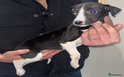 Whippet dogs for sale: whippet puppy’s  - Image 6