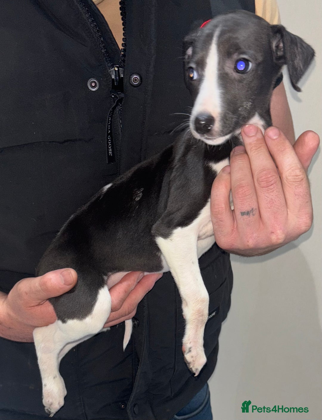 Whippet dogs for sale: whippet puppy’s  - Image 6