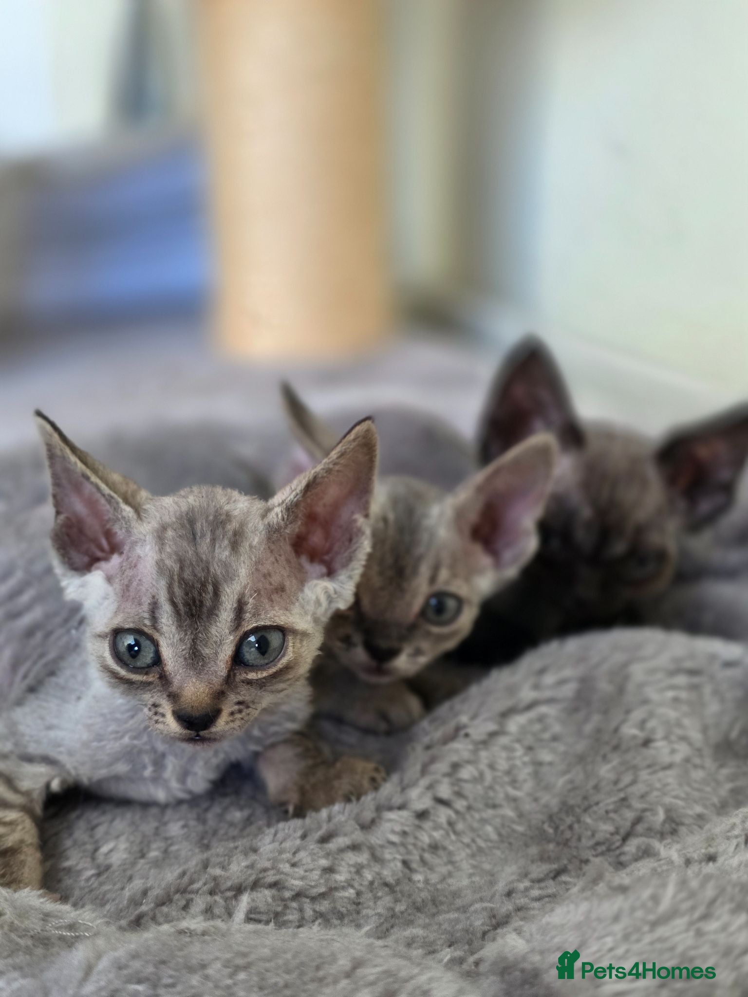 Devon Rex cats Pedigree TICA Registered Devon Rex  - Advert 1