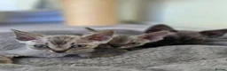 Devon Rex cats for sale: Pedigree TICA Registered Devon Rex  - Advert 1