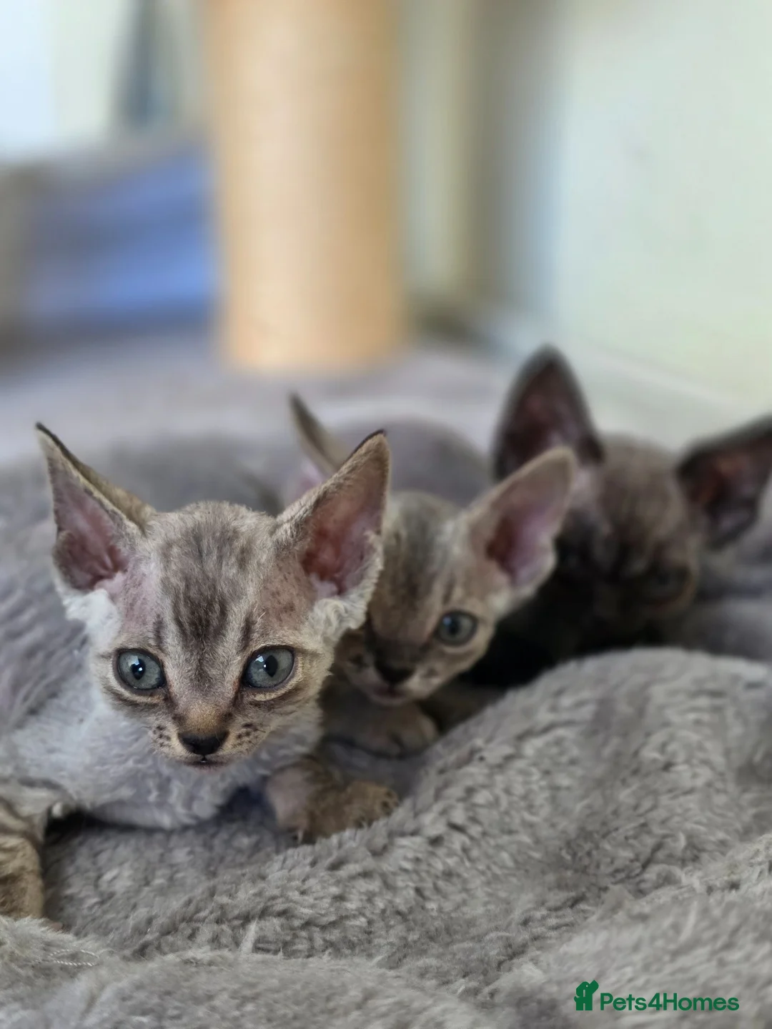 Devon Rex cats for sale: Pedigree TICA Registered Devon Rex  - Advert 1