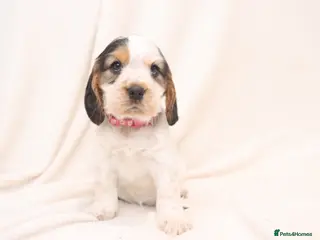 Cocker Spaniel dogs 🤎🧡 Chocolate Sable & Tan 🧡🤎 - Advert 18