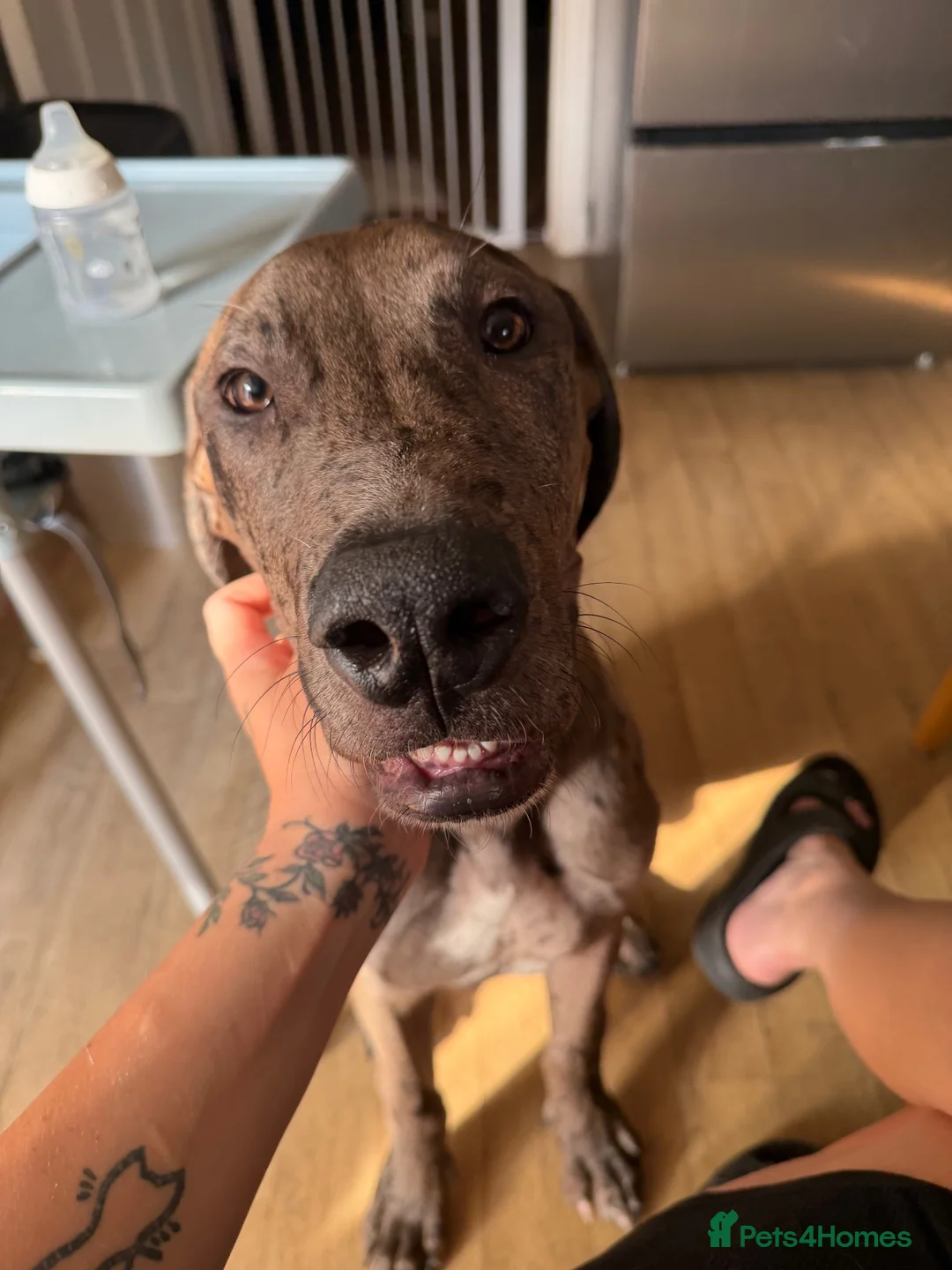 Mixed Breed dogs for sale: Hendrix in Newbury - Advert 5