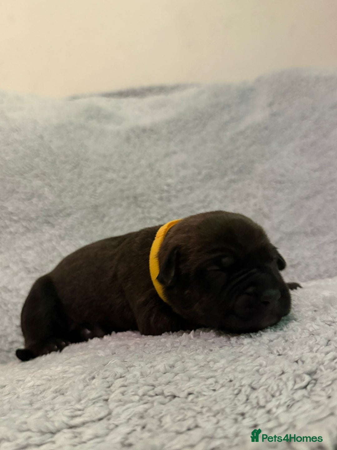 Bandog dogs for sale: 🐾 🌟 Premium multigen Bandogge Puppies🌟🐾 - Image 19