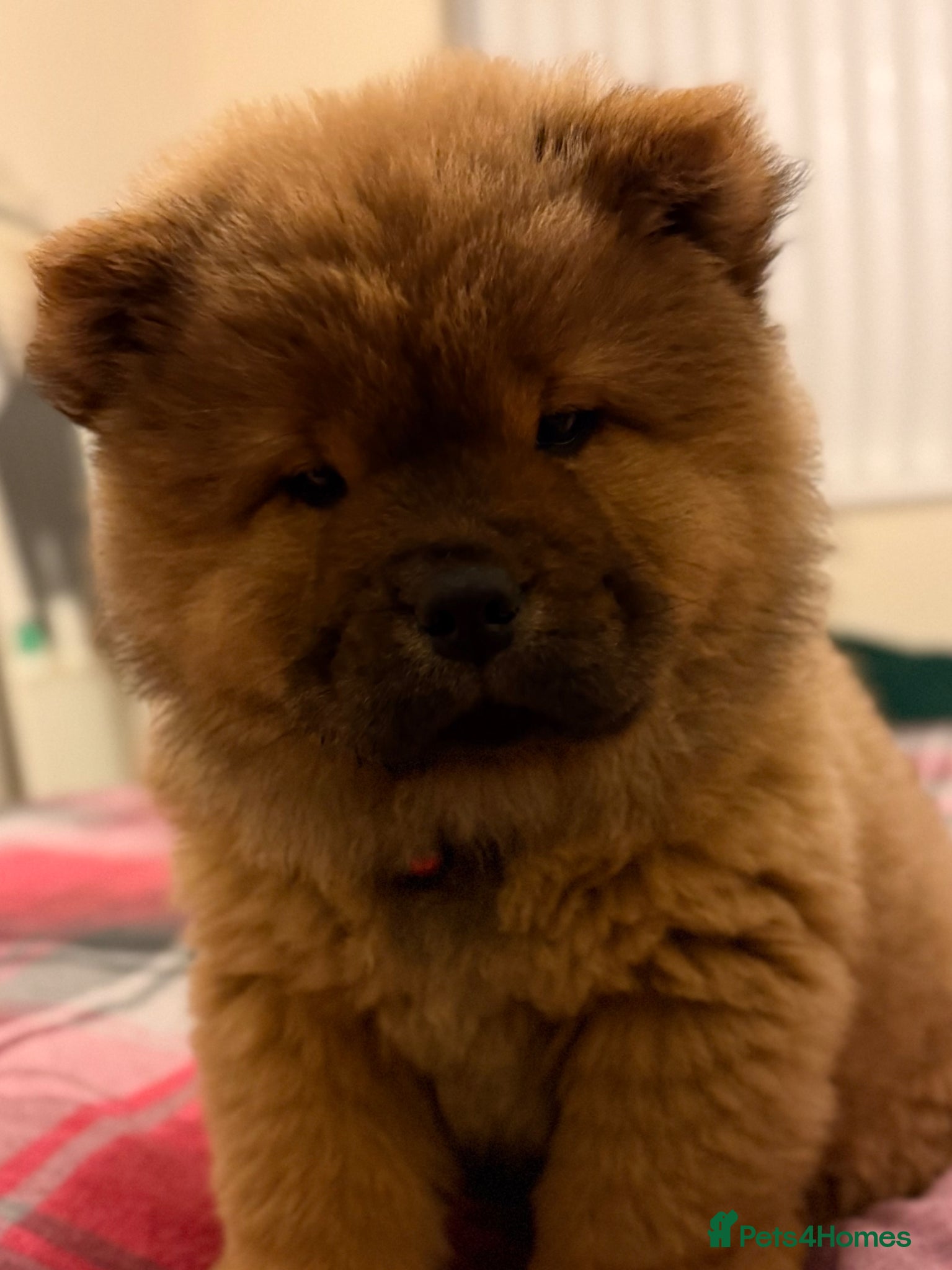Chow Chow dogs    Last Chow Puppy Available, Full of Love!!! - Advert 12