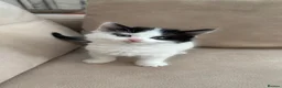 Mixed Breed cats for sale: 4 adorable kittens available  - Advert 16