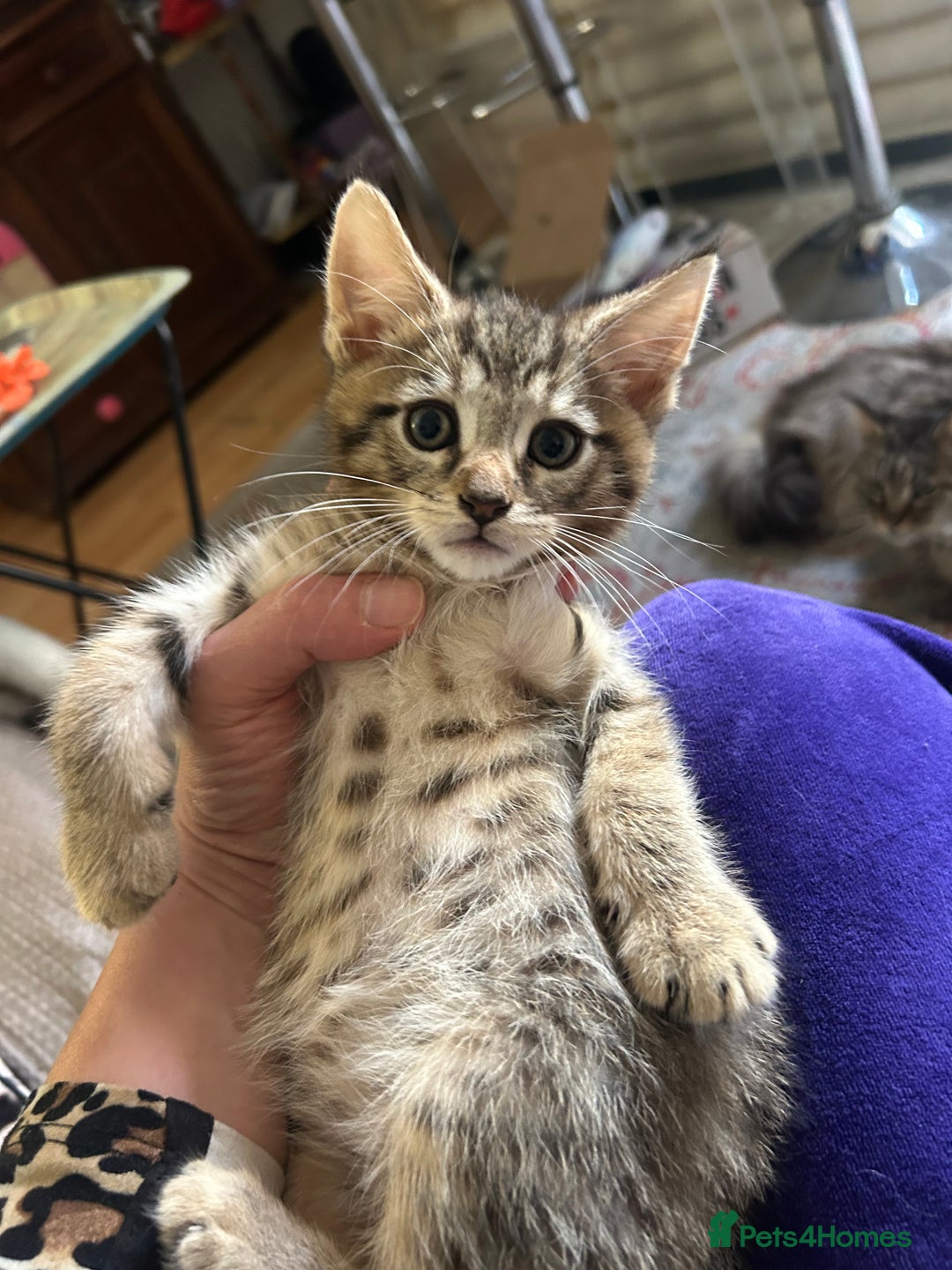 Maine Coon cats for sale: Beautiful tabby Maine Coon X kittens  - Image 16