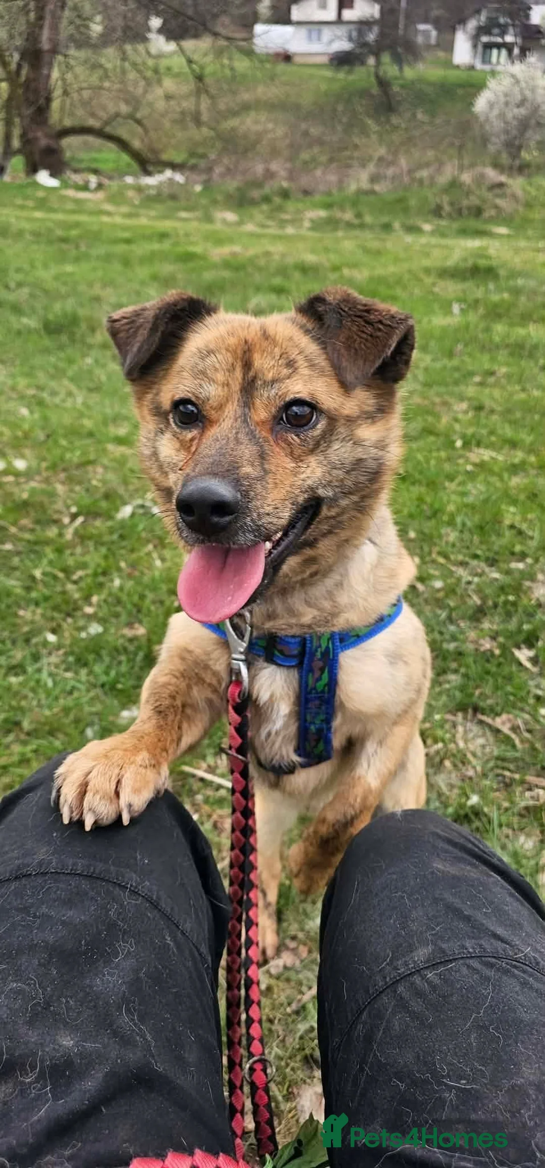 Mixed Breed dogs for adoption: Joey Needs A Home - Advert 2