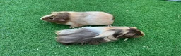 Guinea Pig rodents for sale: Guinea Pigs - Advert 1