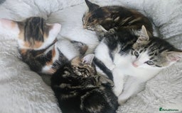 Mixed Breed cats for sale: Female kittens for sale  - Image 1