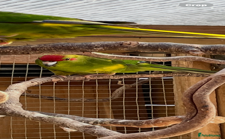 Parakeets birds - Advert 2