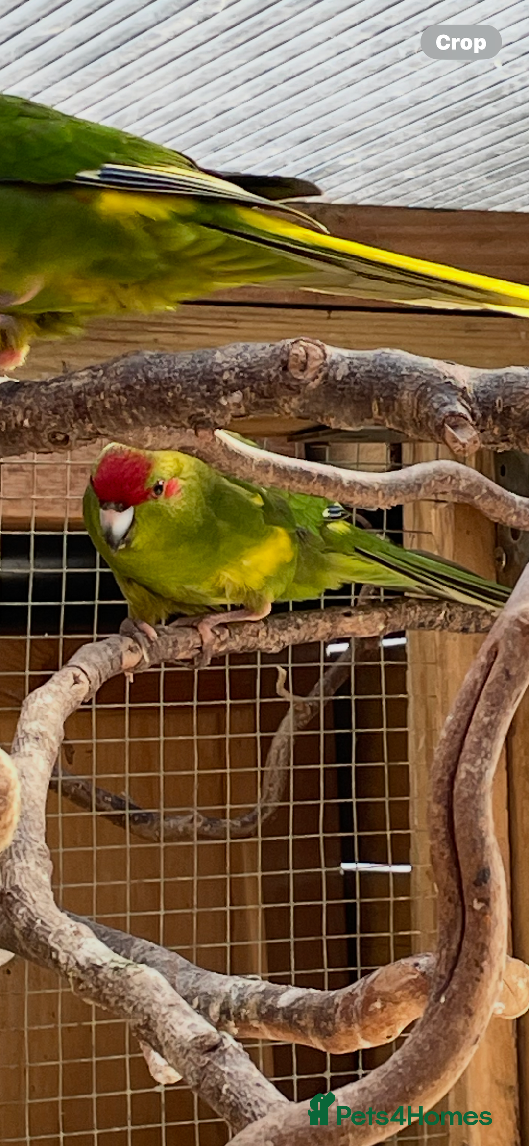 Parakeets birds for sale: Young Emerald Green Kakariki  - Image 1