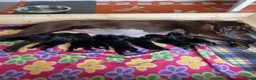 Labrador Retriever dogs for sale: KC registered black Labrador puppies  in Mansfield - Advert 16