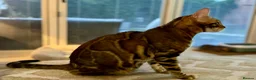 Bengal cats for sale: Stunning TICA Registered Snow Lynx Bengal Kittens - Advert 6