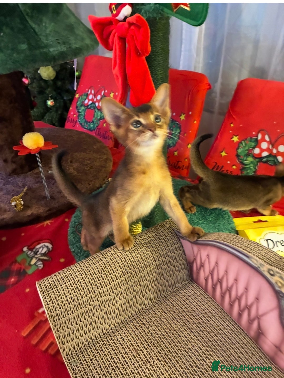 Abyssinian cats for sale: Abyssinian kittens looking for forever homes - Advert 9