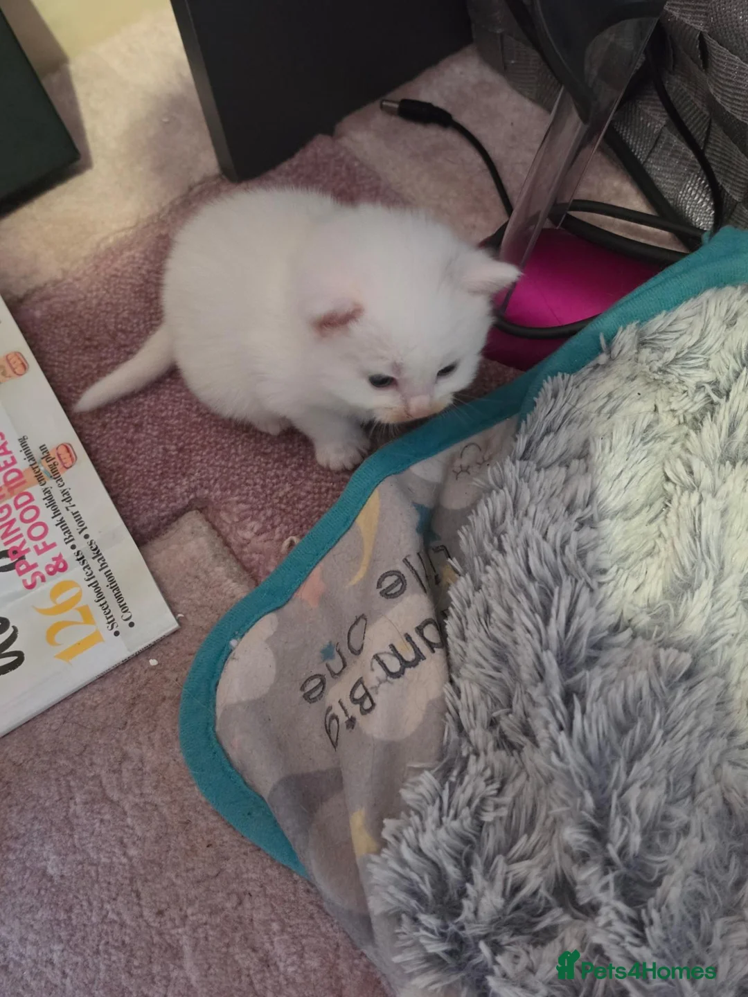 Mixed Breed cats for sale: Kittens for sale mixed litter  - Advert 2