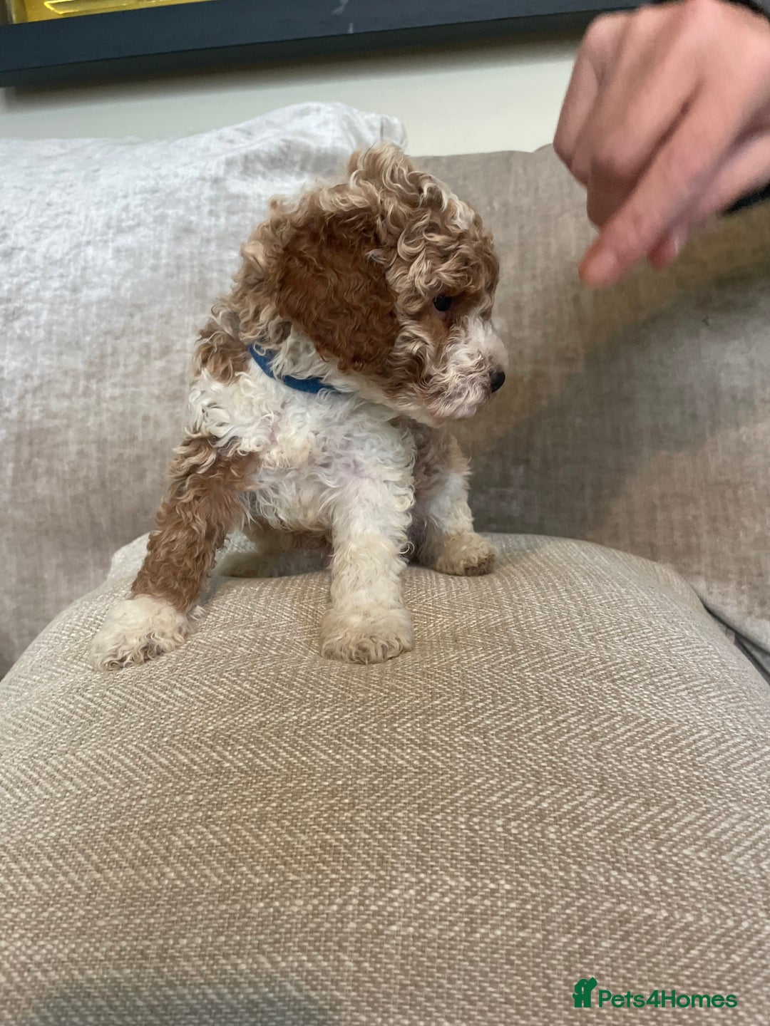 Cavapoo dogs for sale: F1b Cavapoos - Image 3