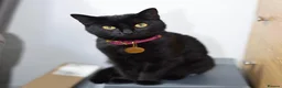 Domestic Shorthair cats for sale: Wendy - Black Cat 🐈‍⬛ - Advert 6