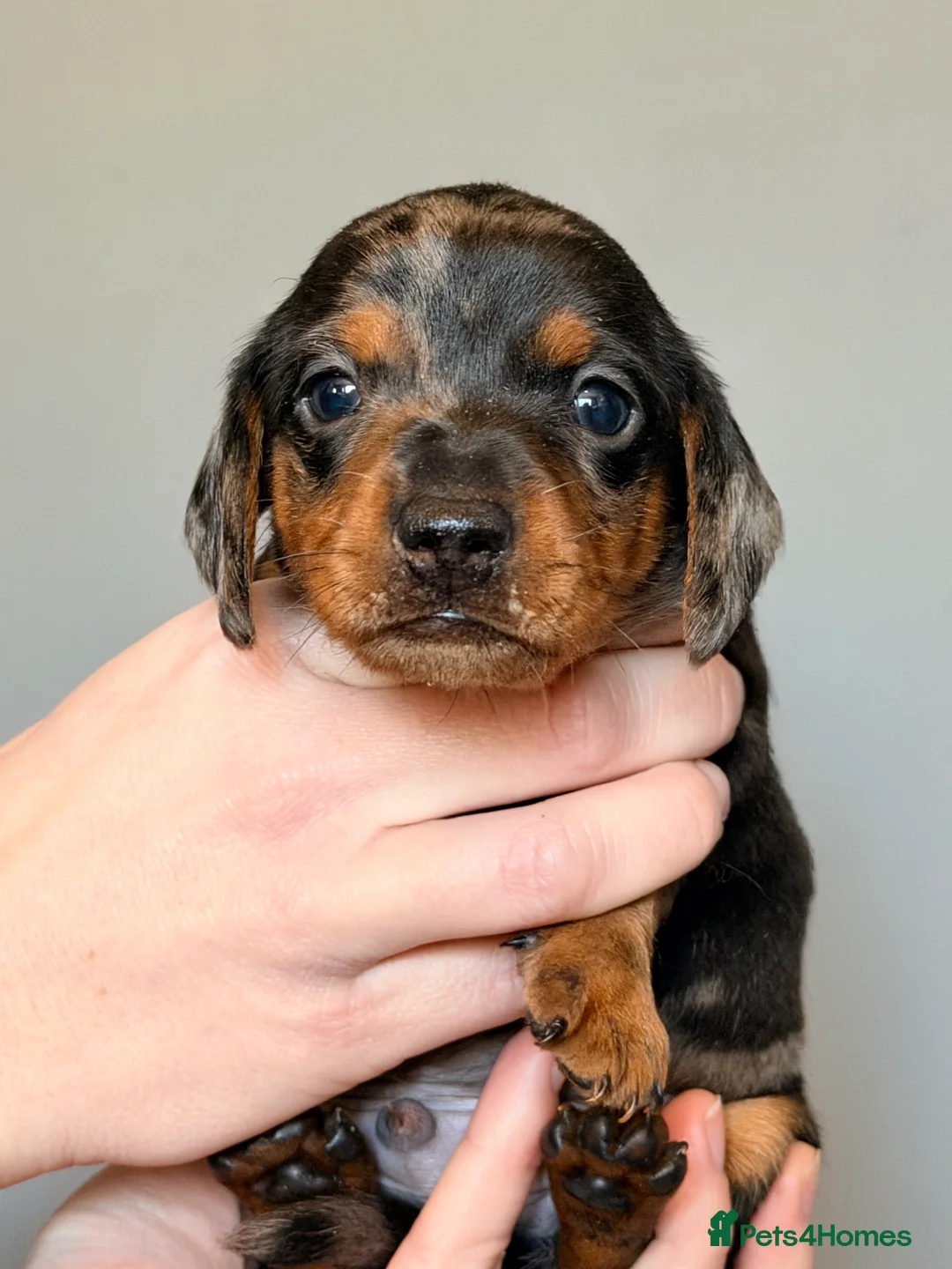 Miniature Dachshund dogs for sale: READY TO GO! dapple/merle daschund puppies - Advert 31