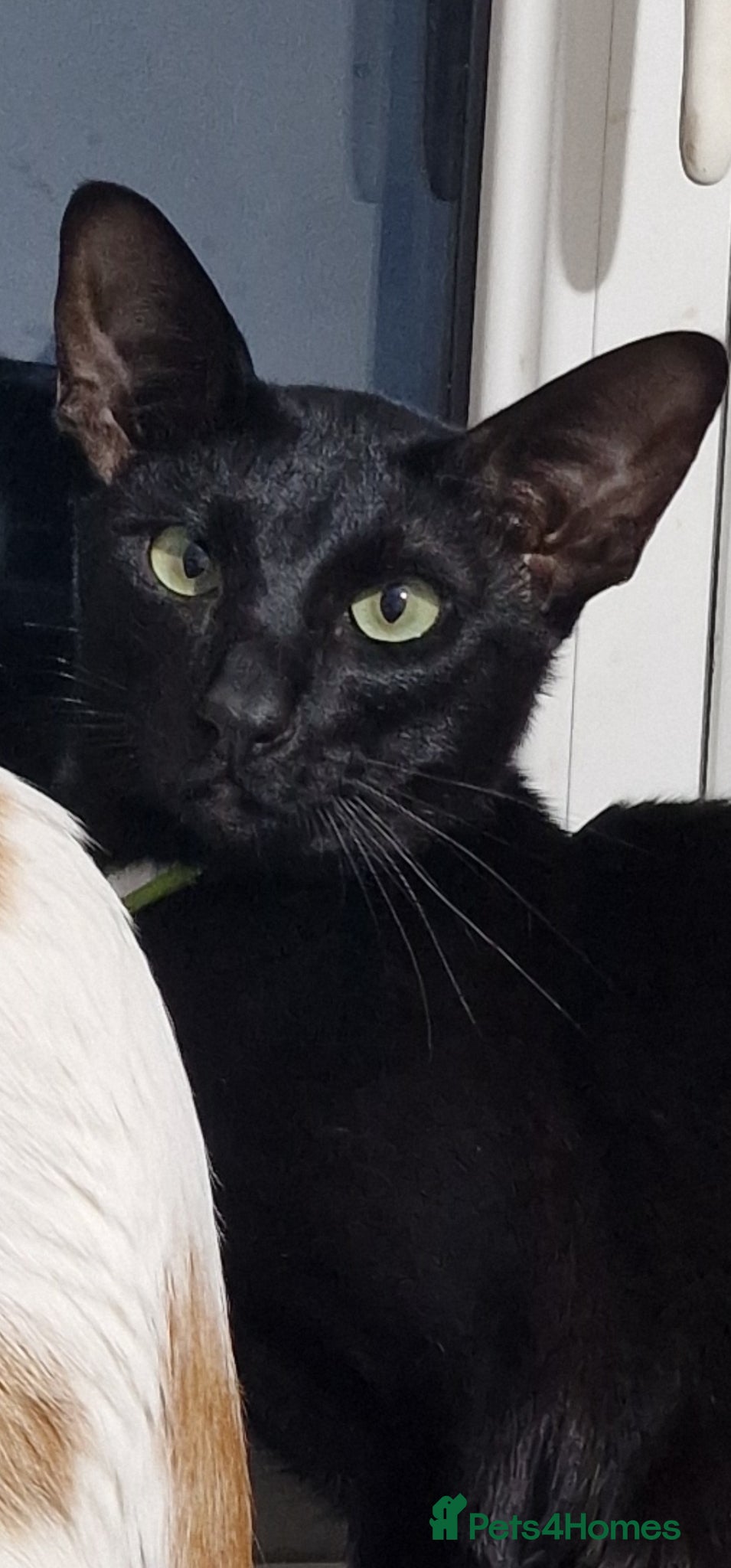 Oriental cats Lovely black Oriental Kitten. 1 yers old  - Advert 5