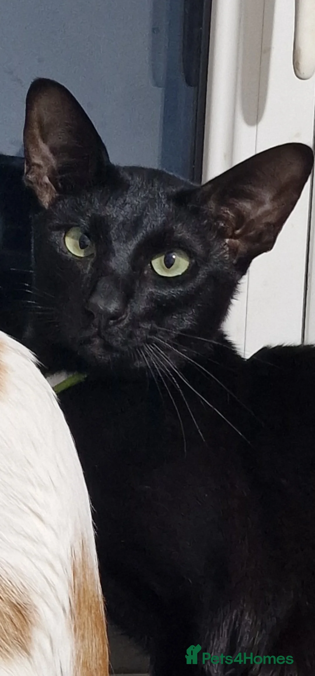 Oriental cats for stud: Lovely black Oriental Kitten. 1 yers old  in South Ockendon - Advert 1