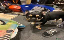 French Bulldog dogs for stud: Chocolate Tan french bulldog Burtie in Sevenoaks - Image 27