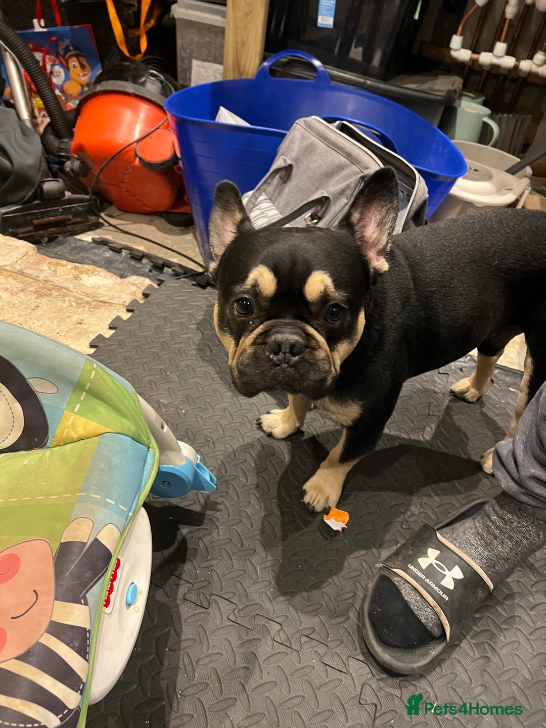 French Bulldog dogs for stud: Chocolate Tan french bulldog Burtie in Sevenoaks - Image 27