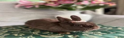 Netherland Dwarf rabbits for sale: choc brown Netherland dwarfs female adult - Advert 4