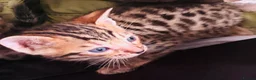 Bengal cats for sale: Family raised Bengal Kittens 🐾 - Advert 27