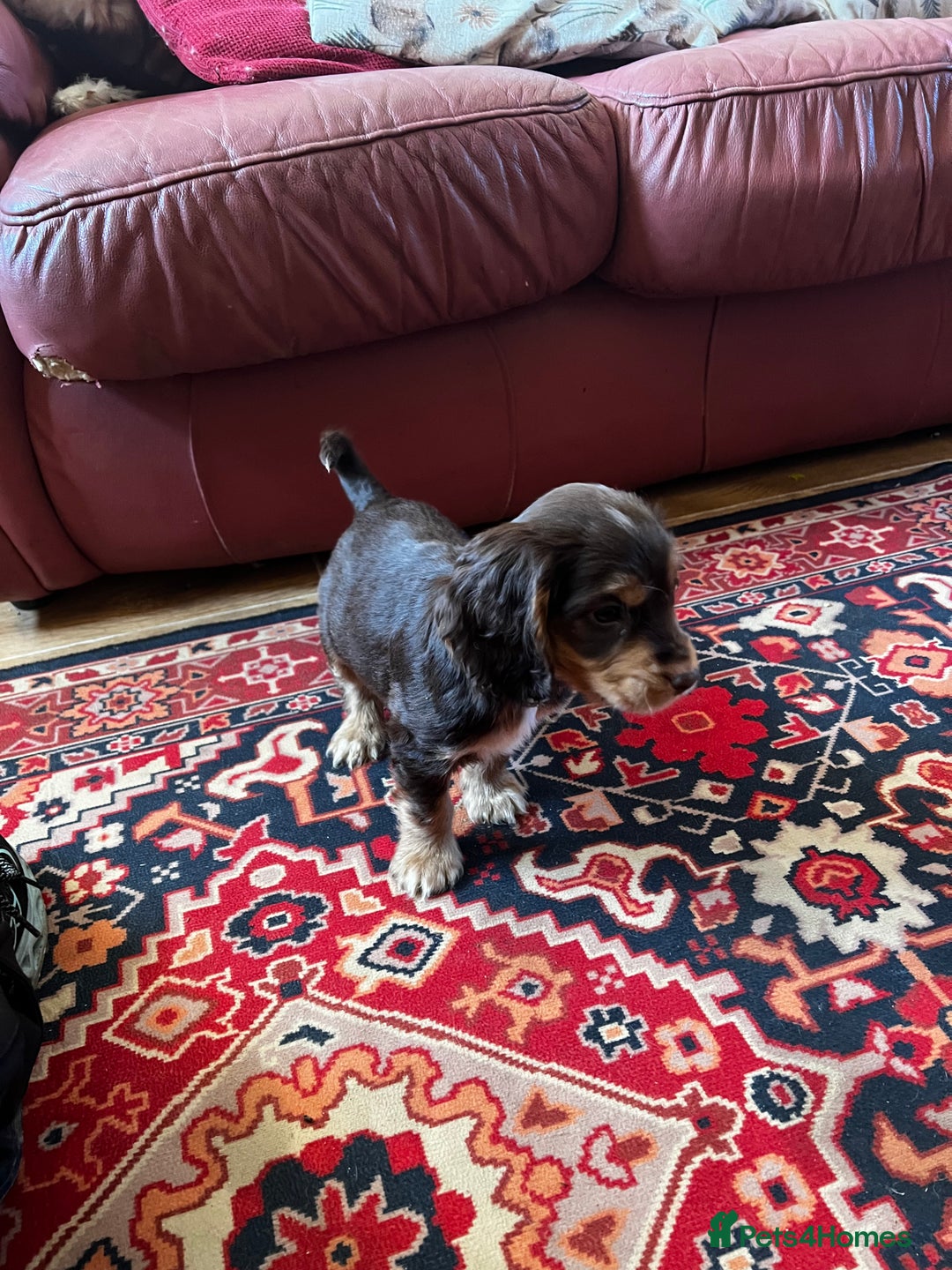 Cocker Spaniel dogs for sale: Stunning cocker spaniel puppies  - Advert 8