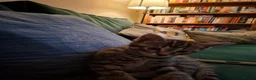 Mixed Breed cats for sale: Gorgeous grey/black tabby & grey girl kittens - Advert 12