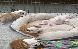 English Bulldog dogs for stud: Apollo 1 bulldog HUU clear stud boy in York - Image 7
