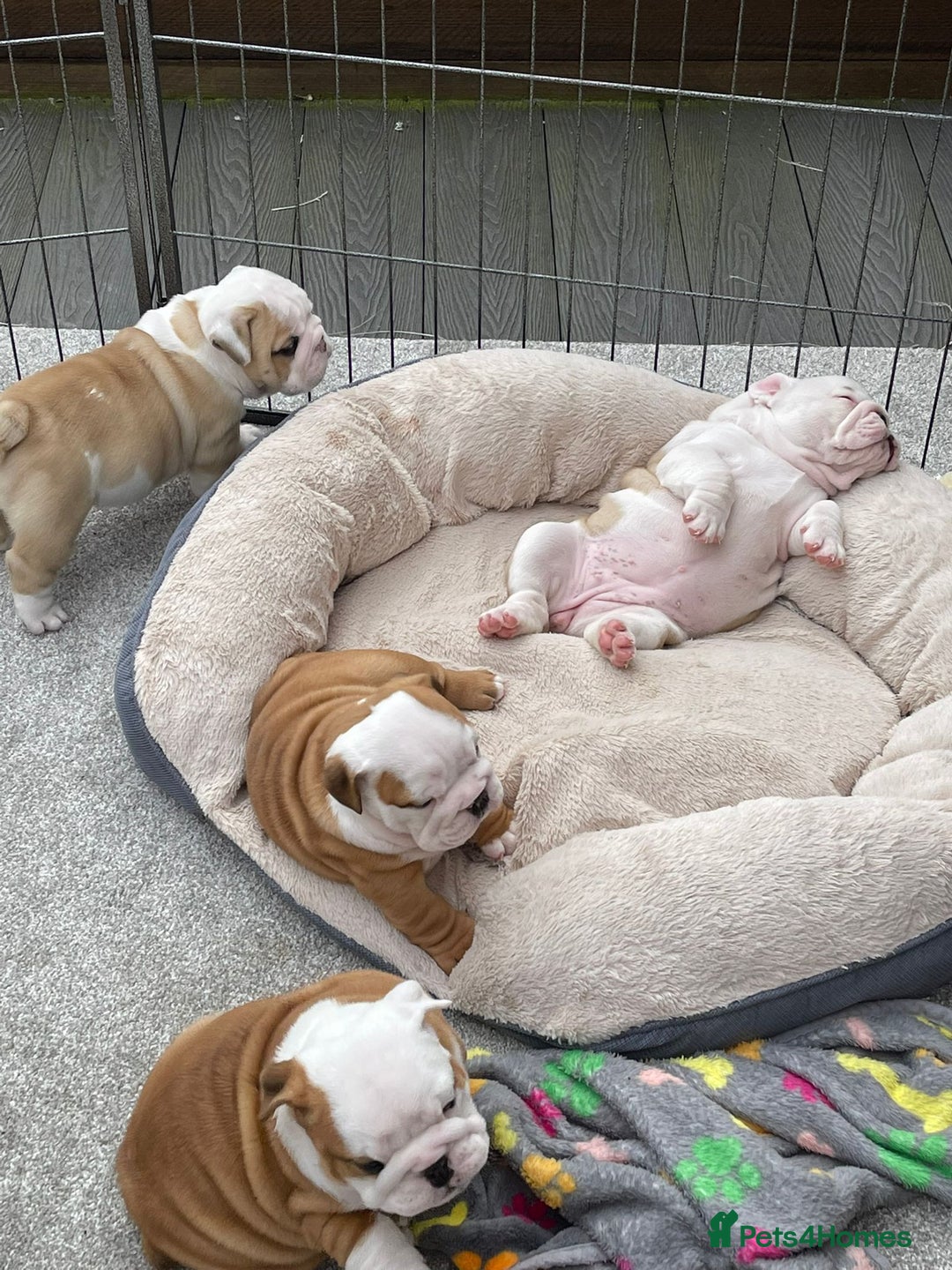 English Bulldog dogs for stud: Apollo 1 bulldog HUU clear stud boy in York - Image 7