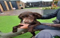 Cocker Spaniel dogs for sale: Working cocker spaniel  - Image 27